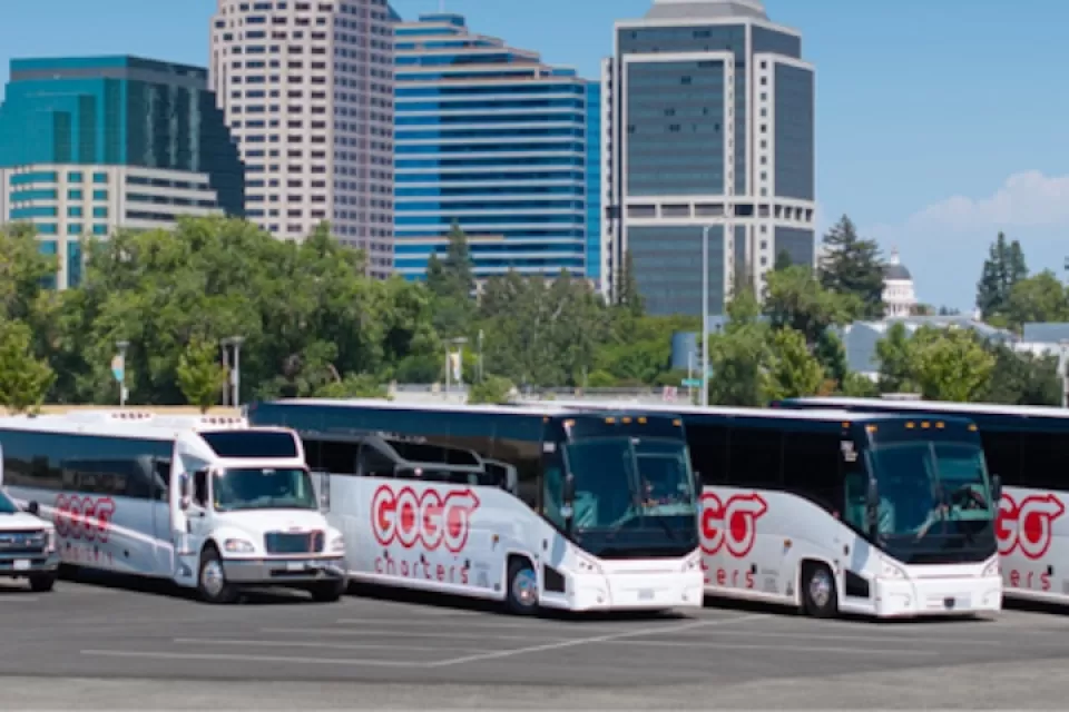 Row of white charter buses with red Gogo Charters logo.